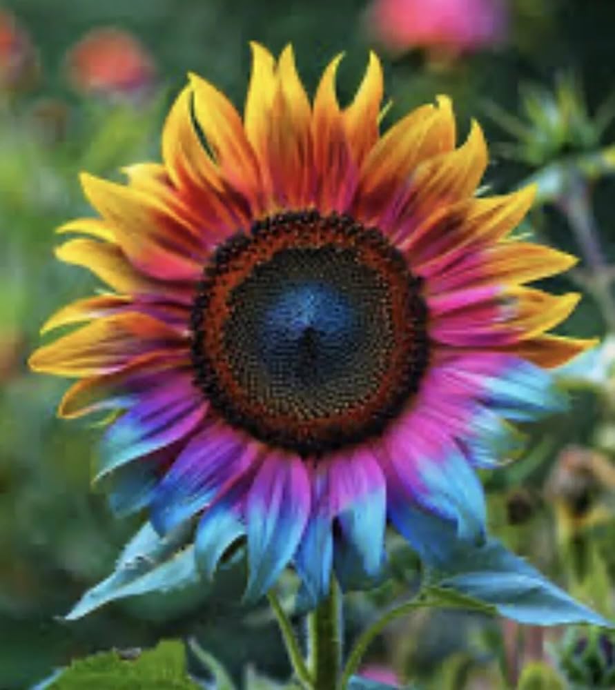 Rainbow Sonnenblume Samen zur Aussaat verschönert Garten