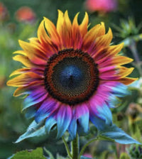 Rainbow Sonnenblume Samen zur Aussaat verschönert Garten