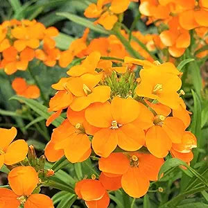Orange siberian wallflower samen for bright blooms