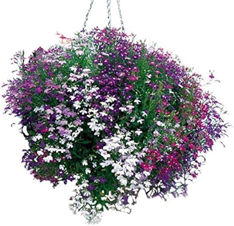 Lobelia erinus samen for anpflanzung in hanging baskets