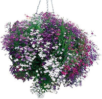 Lobelia erinus samen for anpflanzung in hanging baskets