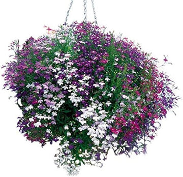 Lobelia erinus samen for anpflanzung in hanging baskets