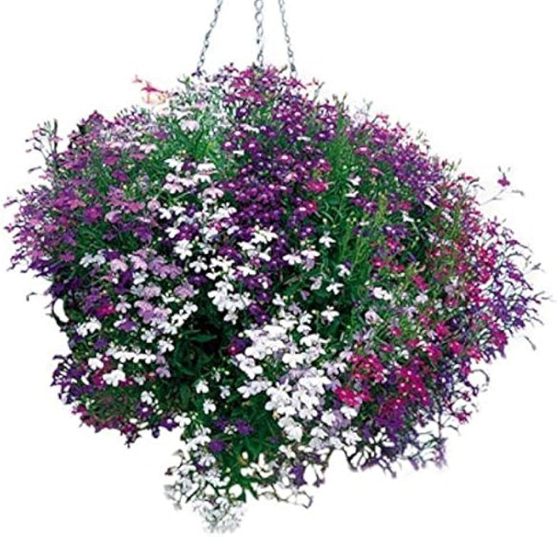 Lobelia erinus samen for anpflanzung in hanging baskets