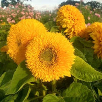 Gelb Teddy Sonnenblume Blumensamen zur Aussaat – leuchtend Blüten – Traditionssorte & ohne Gentechnik Samen Hausgarten