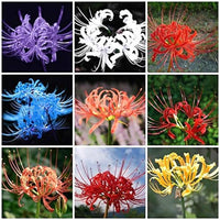 Gemischt Higanbana Blumensamen zur Aussaat Drought verträglich Traditionssorte & ohne Gentechnik Samen Hausgarten