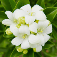 Orange Jasmine Murraya paniculata Samen zur Aussaat Blume Beet und Balcony Garten