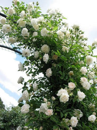 Weiß kletternd Rose Samen Blumensamen zur Aussaat Anzucht Traditionssorte & ohne Gentechnik Samen Hausgarten
