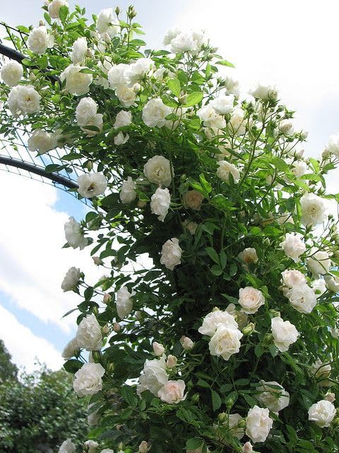 Weiß kletternd Rose Blumensamen zur Aussaat – Wildblume Mischung – Traditionssorte & ohne Gentechnik Samen Hausgarten