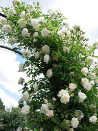 Weiß kletternd Rose Blumensamen zur Aussaat – Wildblume Mischung – Traditionssorte & ohne Gentechnik Samen Hausgarten