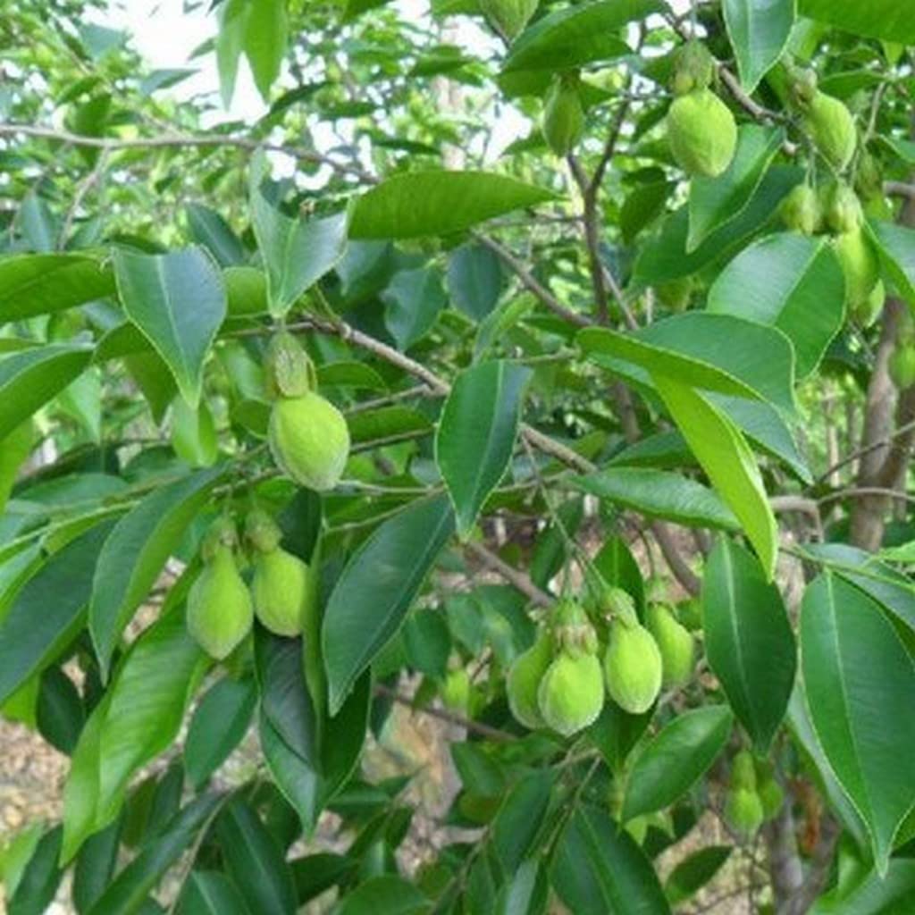 organic agarwood aquilaria samen für pflanzung rare aromatic tree samen für growing