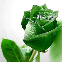 Rose Samen – Rot – Blau – Weiß – Schwarz Rose Hausgarten