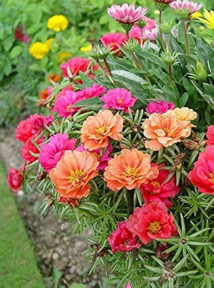 Portulaca Blumensamen Double Mischung