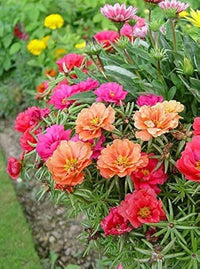Portulaca Blumensamen Double Mischung