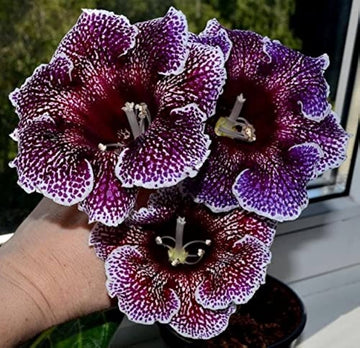 Mixed gloxinia sinningia speciosa blume samen