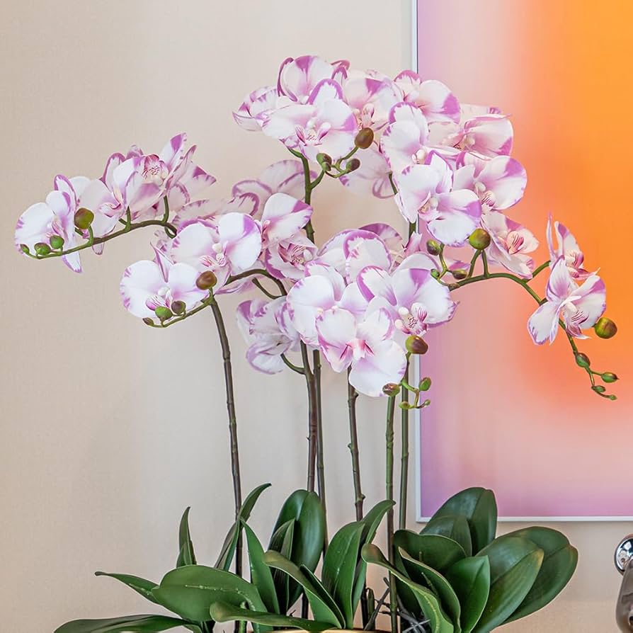 hell Rosa Schmetterlingsorchidee Orchidee Samen zur Aussaat Traditionssorte ohne Gentechnik Wildblume Mischung Keimung