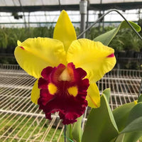 Gelb Cattleya Hybrida Blumensamen zur Aussaat – Halbschatten verträglich – Traditionssorte & ohne Gentechnik Samen Hausgarten
