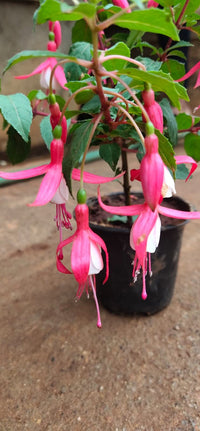 Rosa Weiß Fuchsie Blumensamen Garten beliebt Traditionssorte & ohne Gentechnik Samen Hausgarten