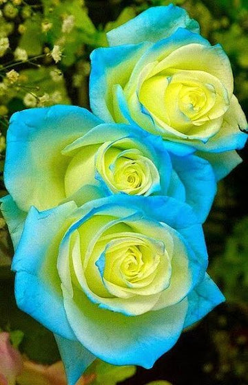 Gelb Himmelblau Rose Blumensamen zur Aussaat ohne Gentechnik Traditionssorte Garten Samen Growing leuchtend