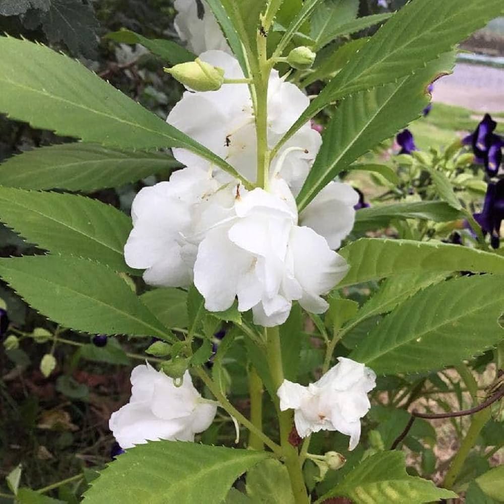 Balsamine Blumensamen zur Aussaat – Drought verträglich – Traditionssorte & ohne Gentechnik Samen Hausgarten