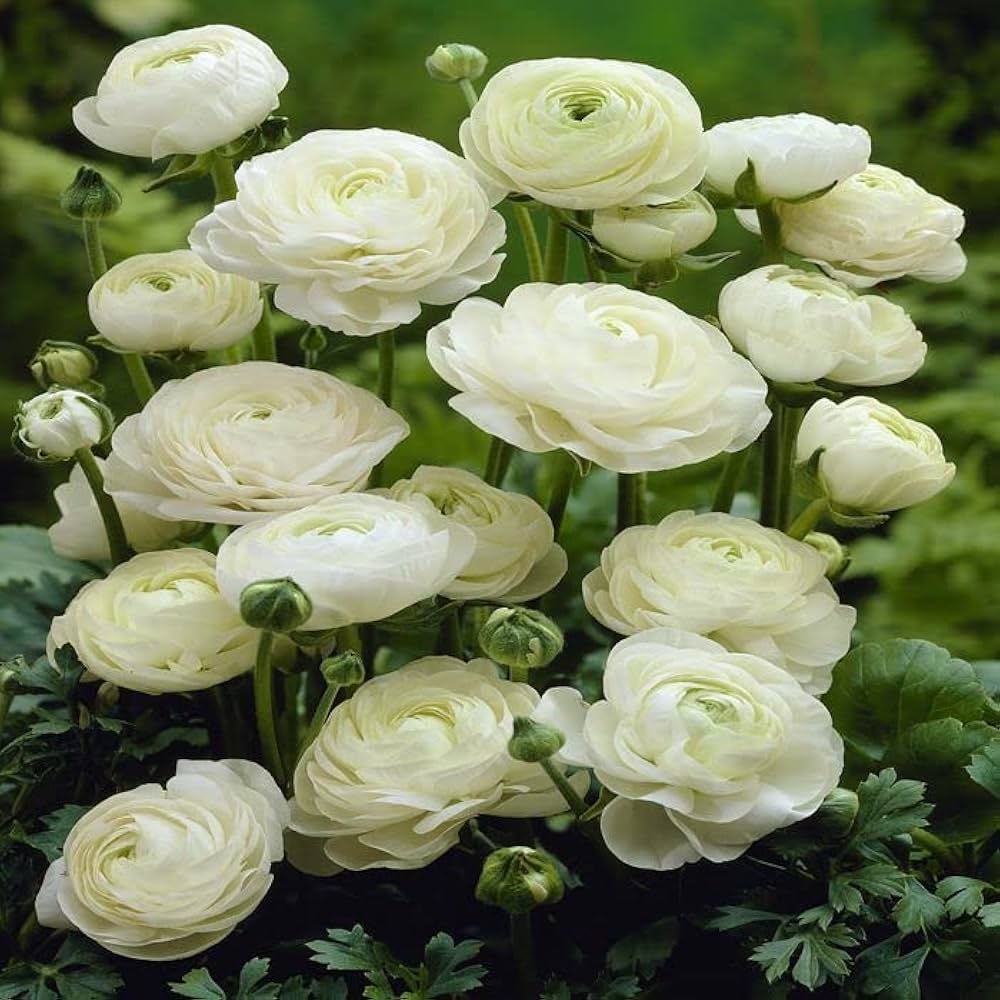 Weiß Ranunculus Blumensamen zur Aussaat hochwertige Qualitäts- Traditionssorte & ohne Gentechnik Samen Hausgarten