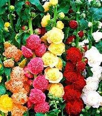 Stockrose Blume Alcea rosea Samen zur Aussaat Blume Beet & Garten