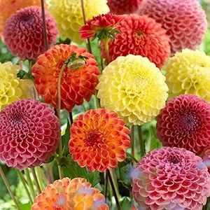 Gemischt Dahlie Dahlie spp Blumensamen zur Aussaat Blume Beet