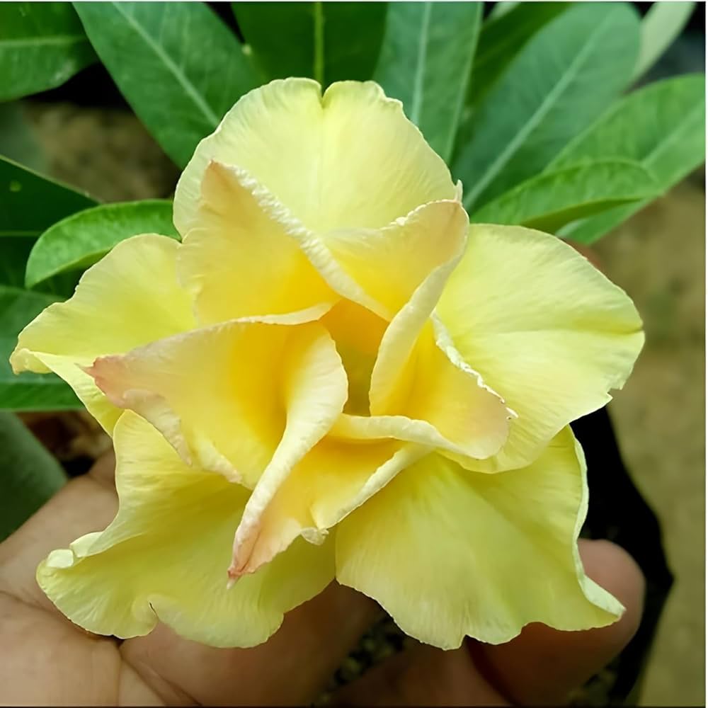 hell Lemon Wüstenrose Blumensamen für eine farbenfrohe Aussaat