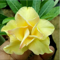 hell Lemon Wüstenrose Blumensamen für eine farbenfrohe Aussaat