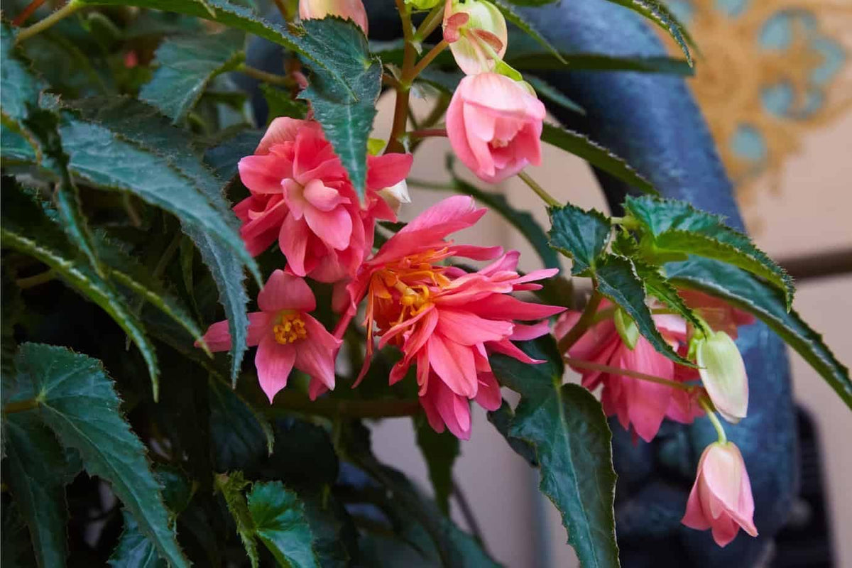 Begonia boliviensis blume samen for anpflanzung - perfect for borders, heirloom & gmo free samen for home garten
 
 sale samen for anpflanzung in home garten