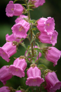 Light (light rosa) samen for anpflanzung in home garten