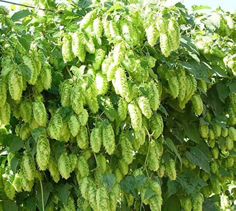 Semi di Humulus lupulus verde militare da seminare – varietà tradizionale e senza OGM, apprezzato in giardino