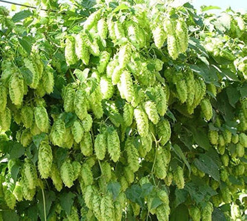 Army Grün Humulus Lupulus Samen zur Aussaat – Traditionssorte & ohne Gentechnik Garten beliebt