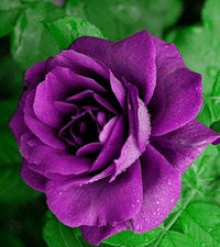 Rose Lila Schwarz Samen zur Aussaat: hochwertige Qualitäts- Blumensamen Blüten