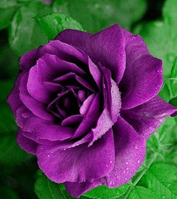 Rose Lila Schwarz Samen zur Aussaat: hochwertige Qualitäts- Blumensamen Blüten