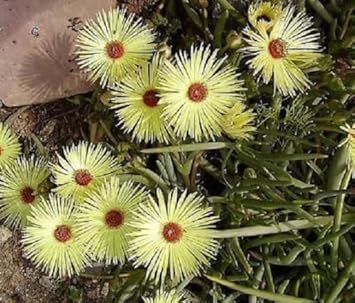 Gelb cephalophyllum pillansii blume samen for anpflanzung - vibrant colors, heirloom & gmo free samen for home garten
 
 sale samen for home garten