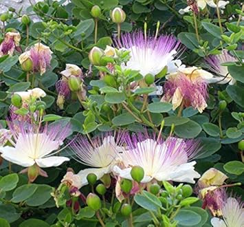 Capparis spinosa blume samen for anpflanzung - wildflower mix, heirloom & gmo free samen for home garten
 
 sale samen for home garten