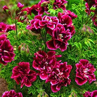 Burgundy geranium blume samen for anpflanzung - hardy variety, heirloom & gmo free samen for home garten
 
 sale for anpflanzung in home garten.