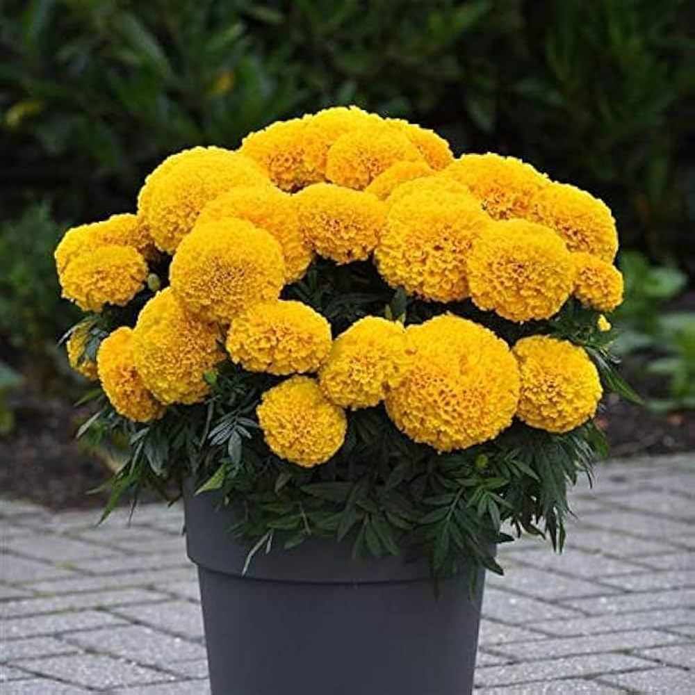 Studentenblume Tagetes erecta Samen zur Aussaat Blume Beet und Hausgarten
