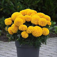 Studentenblume Tagetes erecta Samen zur Aussaat Blume Beet und Hausgarten