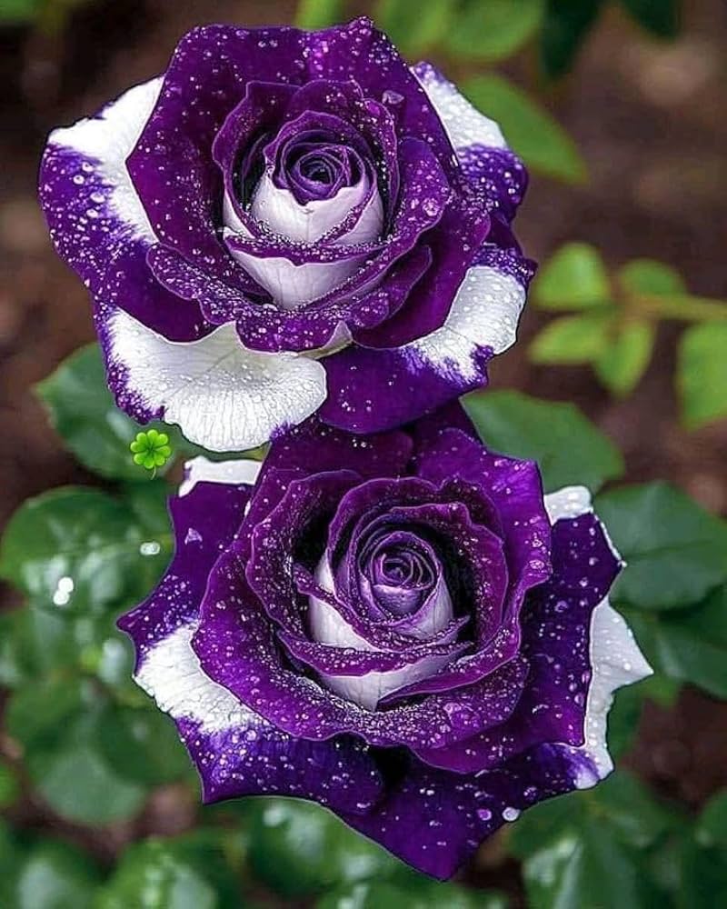 Rose Rosa Petunie Hybrida hängend Blumensamen zur Aussaat Traditionssorte ohne Gentechnik Samen für wunderschöne Gärten leuchtend