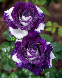 Rose Rosa Petunie Hybrida hängend Blumensamen zur Aussaat Traditionssorte ohne Gentechnik Samen für wunderschöne Gärten leuchtend