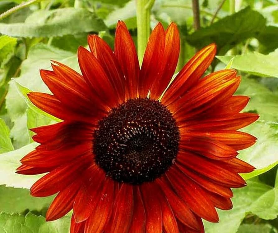 Sonnenblume Velvet Queen Helianthus annuus Samen zur Aussaat Bestäuber Garten