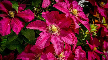 Deep rosa clematis blume samen for anpflanzung - drought tolerant, heirloom & gmo free samen for home garten
 
 sale samen for home garten