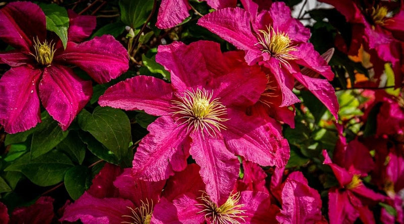 Deep rosa clematis blume samen for anpflanzung - drought tolerant, heirloom & gmo free samen for home garten
 
 sale samen for home garten