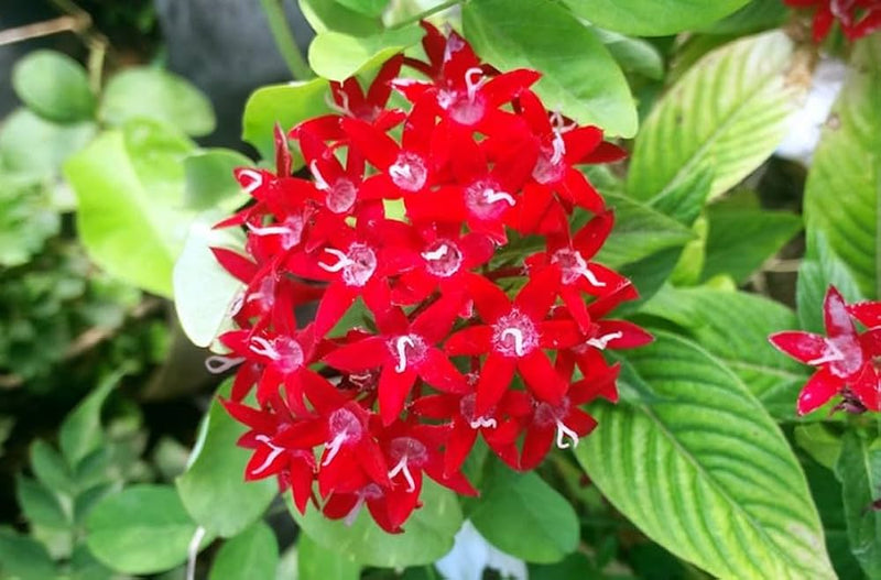 Pentas lanceolata blume samen