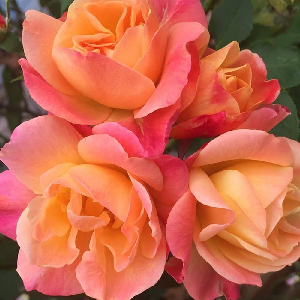 Gelb Rot kletternd Rose ohne Gentechnik Traditionssorte Garten Samen Blumensamen zur Aussaat – leuchtend – Traditionssorte & ohne Gentechnik Samen Hausgarten
