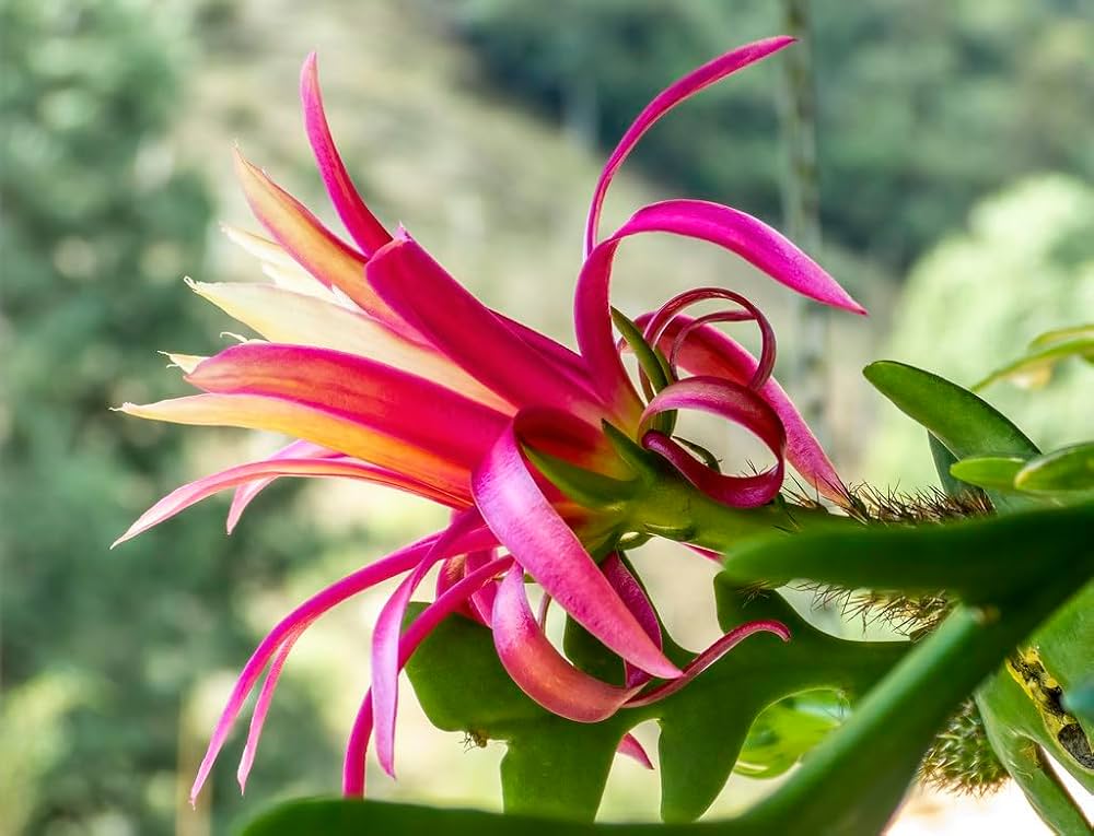 Epiphyllum Anguliger Blumensamen zur Aussaat leuchtend Blüten Traditionssorte & ohne Gentechnik Samen Hausgarten