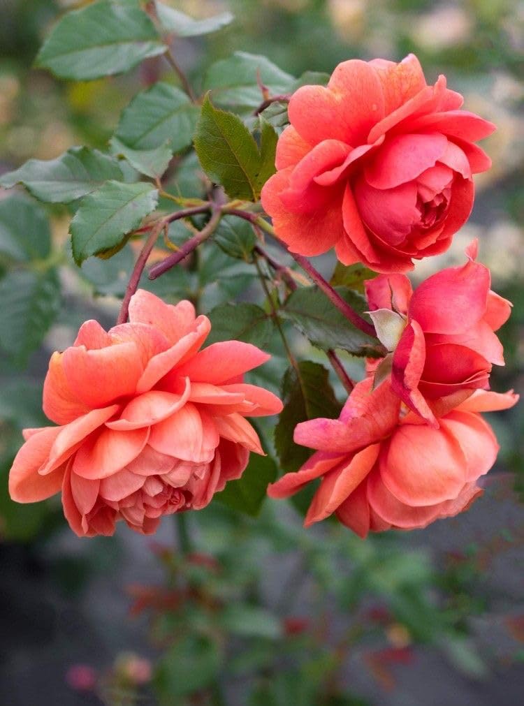 dunkel Rot Orange Rose Blumensamen zur Aussaat Traditionssorte ohne Gentechnik Samen Anzucht Blüten Bestäuber freundlich