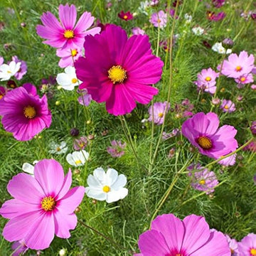 Cosmos rosa picotee blume samen for elegant rosa blooms in garten