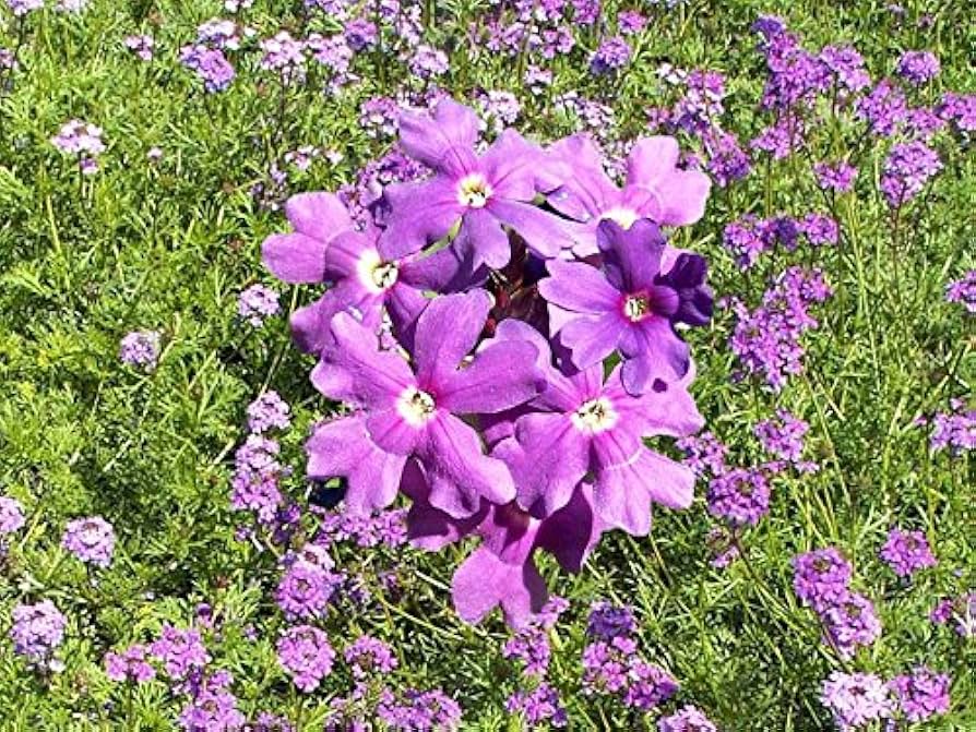 Moss Eisenkraut Eisenkraut tenuisecta Blumensamen zur Aussaat Blume Beet und Garten